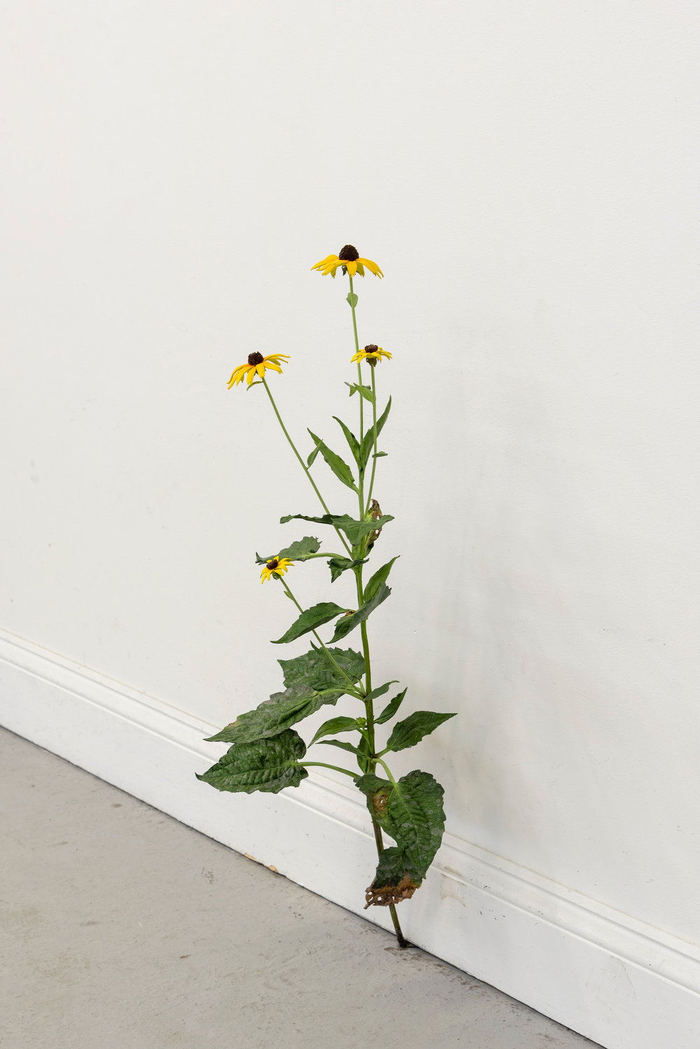 Matelli, weed 539 (view 1), 2019, painted bronze