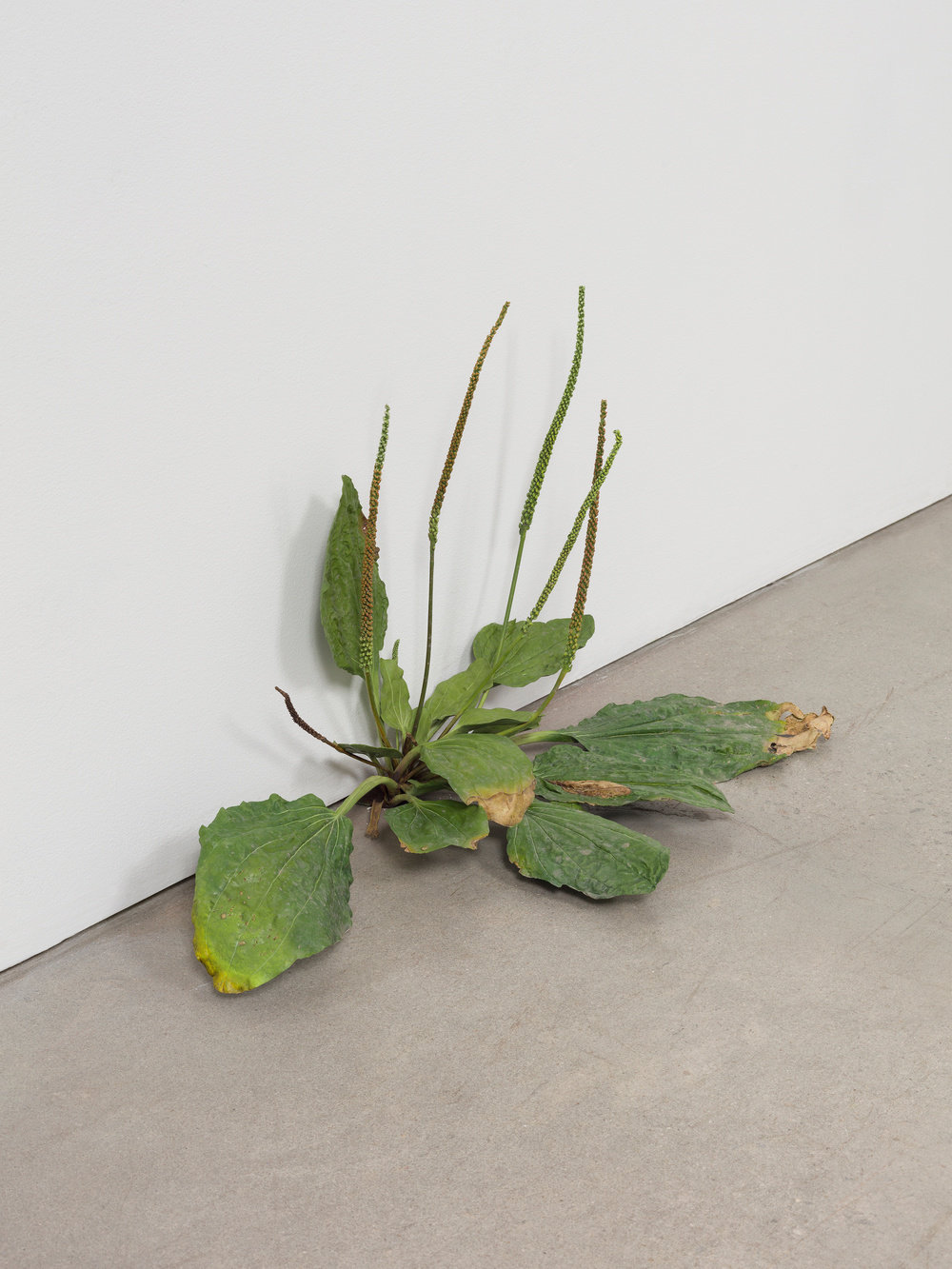 Matelli, weed 490 (view 1), 2019, painted bronze, 14 1 2 x 22 x 8 in., 36.8 x 55.9 x 20.3 cm, cnon 61.999 plh
