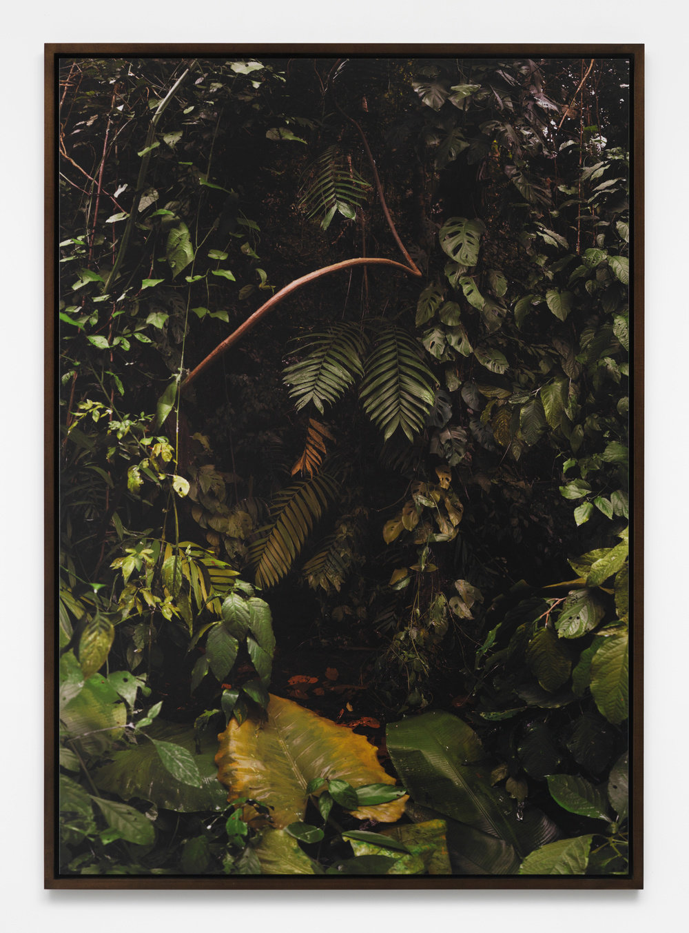 Vonbismarcklandscapepaintingjungle2015framedinkjetprint61.75x43.25in.157x110cmcnon56.729